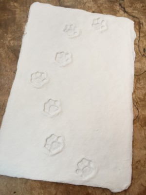 tmp_24925-IMG_79741464924028