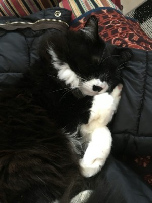 tmp_24811-2016012506474300939696325