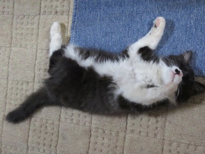 画像 029 のコピー